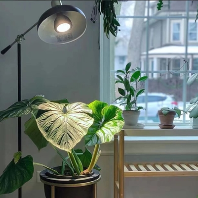 LED Plant Grow Lighting 20W LEDPAR30 with 85V-265V Input Voltage and Other Base Type